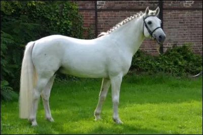 Quelle est cette race ?