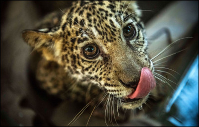 La jaguar mesure généralement 4 m.