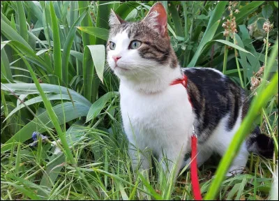 "Le Chat" est un film de Philippe Geluck.