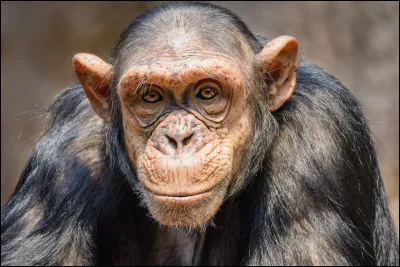 Le chimpanzé le plus grand du monde fait 8 m de haut.