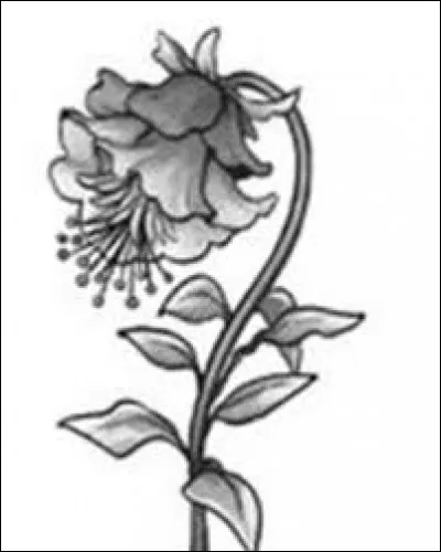 Quelle plante gnome Calla a-t-elle offerte à Sophie pour l'aider à dormir ?