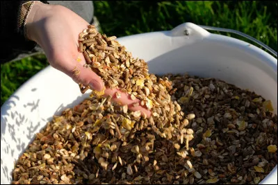 Combien de rations faut-il donner à un cheval par jour ?