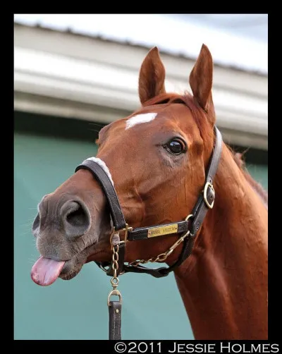 Quelle est la taille de l'estomac d'un cheval ?