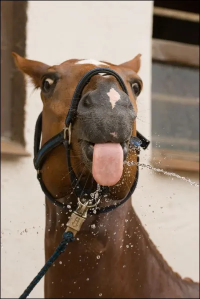 Que boivent en moyenne les chevaux par jour ?