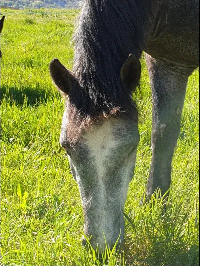 Laquelle est une race de poney ?