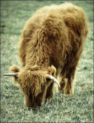 Lequel de ces animaux n'est pas un ruminant comme la vache ?