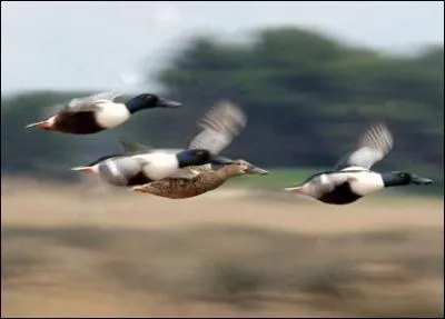 Les canards sauvages en vol forment la lettre :