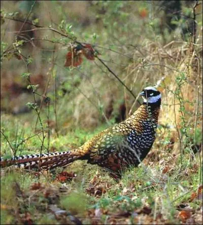 O logent les faisans la nuit ?