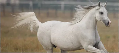 Quelle est cette race ?