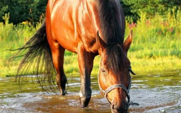 Quiz Galop 4