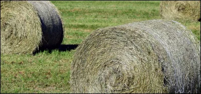 Quels sont les fourrages ? (Plusieurs réponses possibles.)