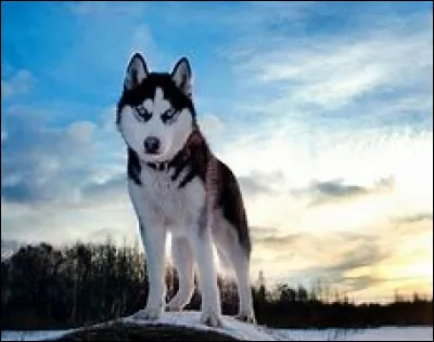 Quelle est cette race ?