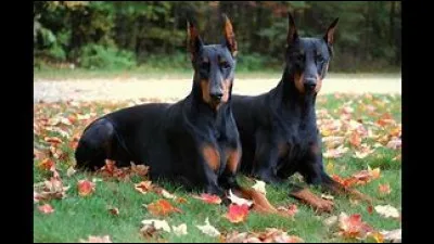 Quelle est cette race ?