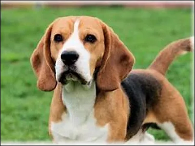 Quelle est cette race ?