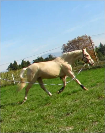 À quelle allure va ce cheval ?