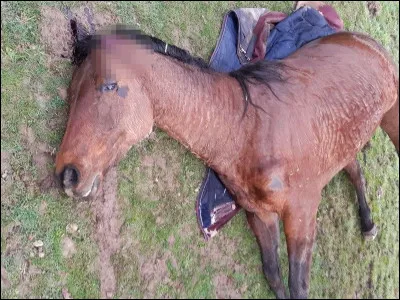 On peut galoper seulement...