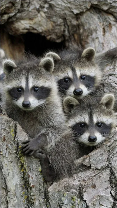 Comment serait ton animal de compagnie ?