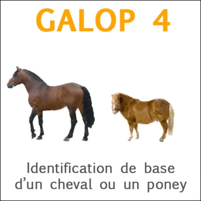 Quels sont les critères pour effectuer l'identification d'un cheval ?