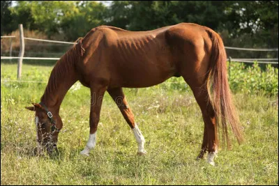 Le cheval est un...