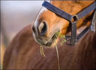 Le cheval peut-il vomir ?