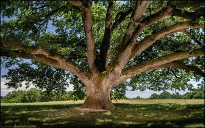 Comment s'appelle le gnome qui a permis à Sophie et à Fitz de se rendre chez Oralie en secret ?