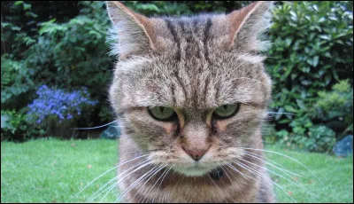 Comment est ton regard ?