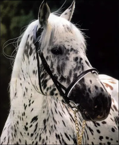 Comment s’appelle la robe d'un cheval avec des petites taches ?