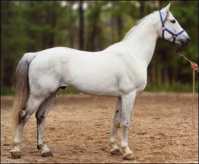 Comment s'appelle un cheval (ou poney) qui a une robe blanche mais avec quelques petites taches presque invisibles ?