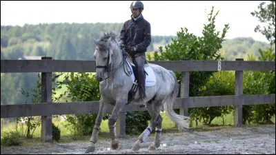 Allez, de la théorie pour le plaisir !
Comment sappellent les trois allures ? (De la plus rapide à la plus lente).