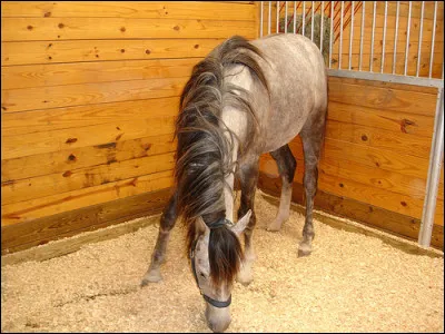Comment appelle-t-on ce que lon met dans le box des chevaux (ou poneys) ?