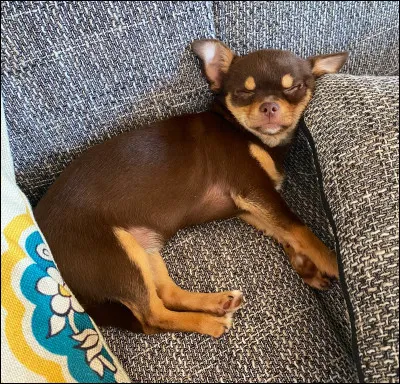 Comment s'appelle son petit chien ?
