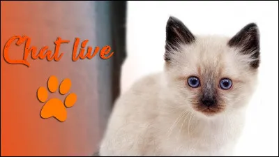 A-t-elle des chats ?