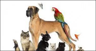 Ton animal pr&eacute;f&eacute;r&eacute; est :