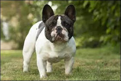 En 2020, la race de chien pr&eacute;f&eacute;r&eacute; des fran&ccedil;ais est le bouledogue fran&ccedil;ais.