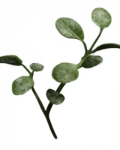 Pour quelle potion a-t-on besoin de Dictame ?