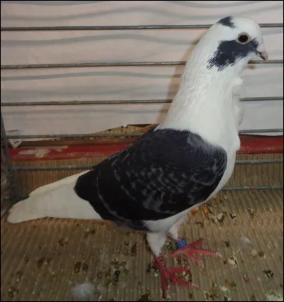 Quelle est cette race de pigeon ?