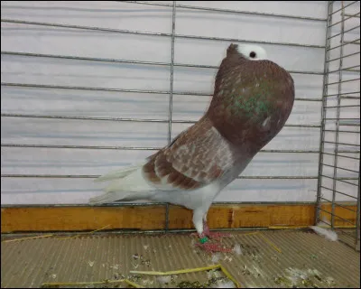 Quelle est cette race de pigeon ?