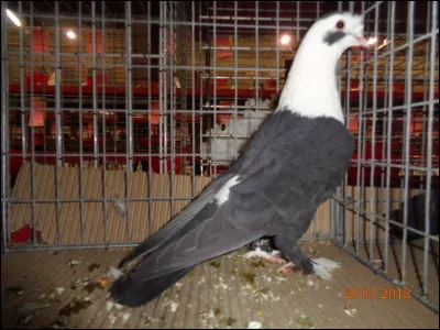 Quelle est cette race de pigeon ?