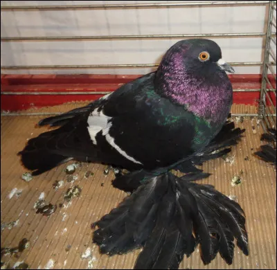 Quelle est cette race de pigeon ?
