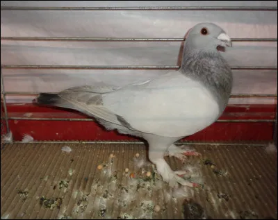 Quelle est cette race de pigeon ?