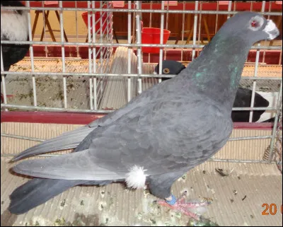 Quelle est cette race de pigeon ?
