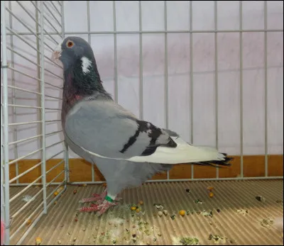 Quelle est cette race de pigeon ?