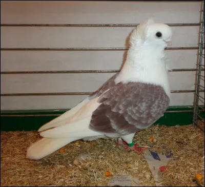 Quelle est cette race de pigeon ?