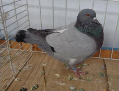 Quelle est cette race de pigeon ?