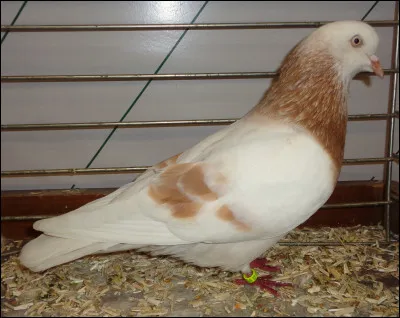 Comment appelle-t-on cette vari&eacute;t&eacute; ?