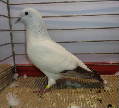 Comment appelle-t-on cette vari&eacute;t&eacute; ?