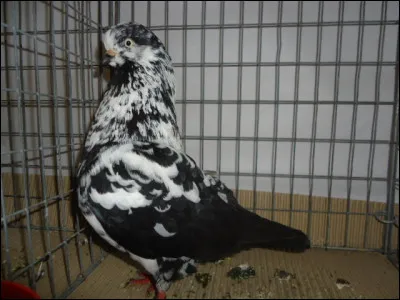 Comment appelle-t-on cette vari&eacute;t&eacute; ?