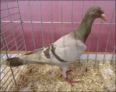 Comment appelle-t-on cette vari&eacute;t&eacute; ?