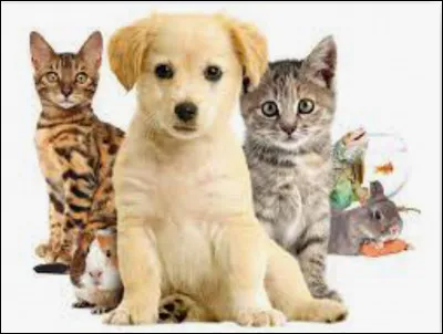 Quel est ton animal préféré ?