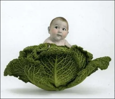 Autrefois, en guise d'éducation sexuelle, on expliquait aux enfants que les garçons naissaient dans les choux. Dans quoi les filles naissaient-elles ?